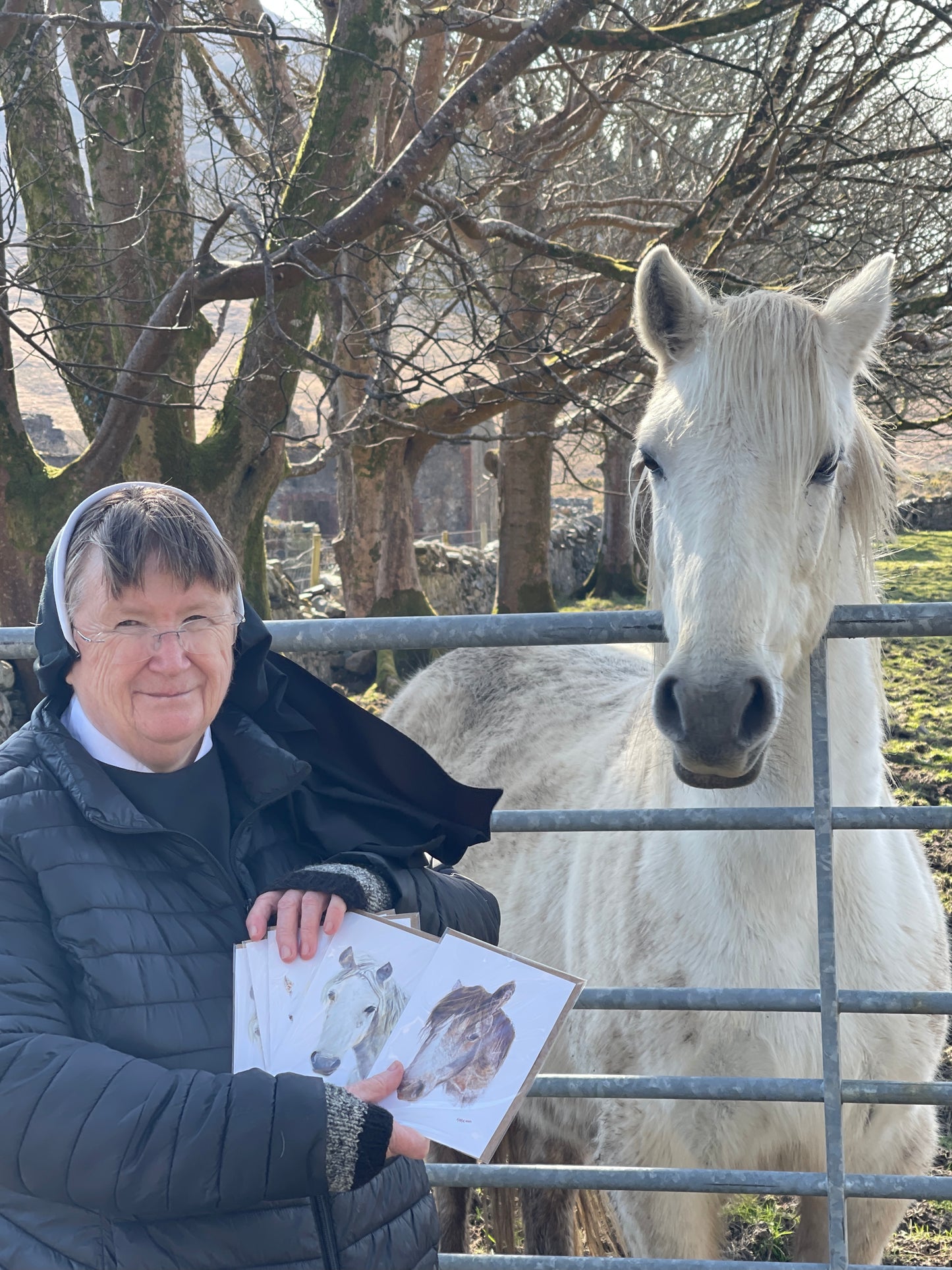 Sr. Karol's Connemara Pony Cards