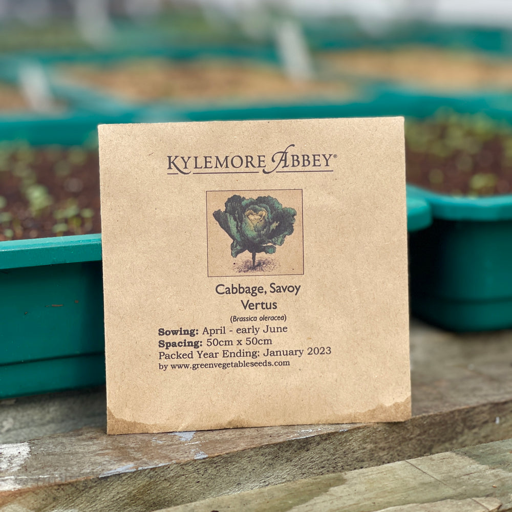
                  
                    Kylemore Abbey Cabbage - Savoy Vertus Seeds
                  
                