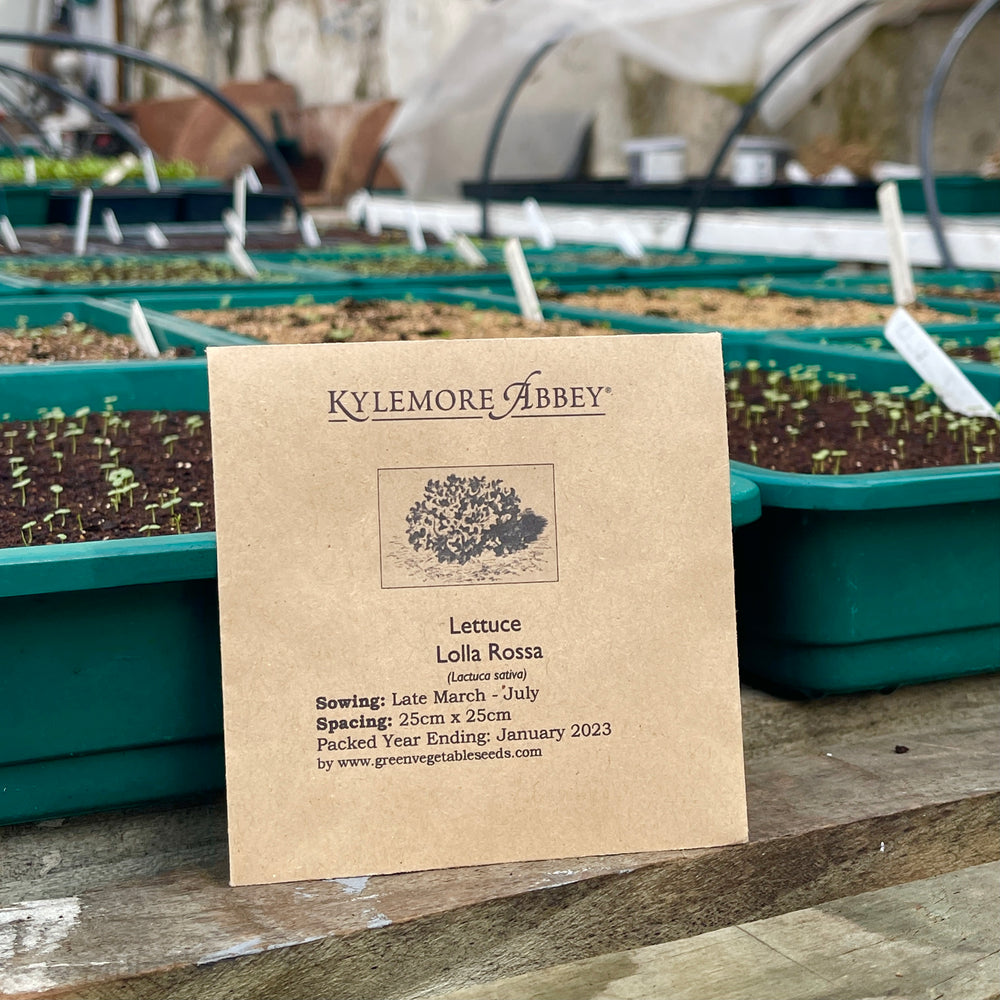 Kylemore Abbey Lettuce/Lolla Rossa Seeds
