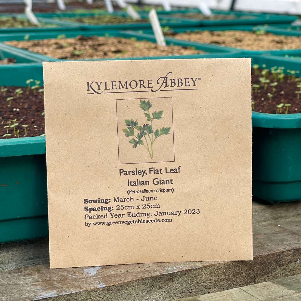 Kylemore Abbey Parsley , Flat Leaf Italian Giant Seeds