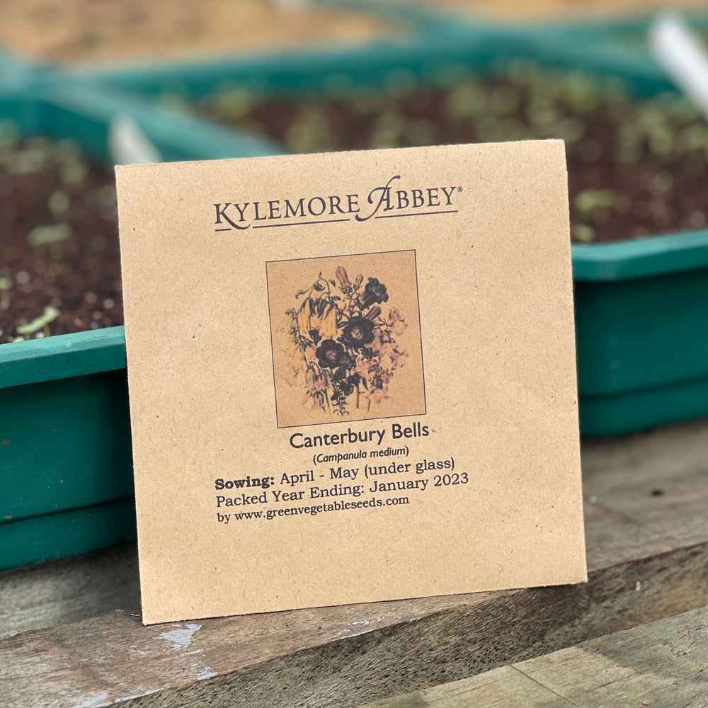 
                  
                    Kylemore Abbey Canterbury Bell Seeds
                  
                